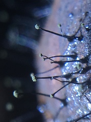 Seifertia azaleae image