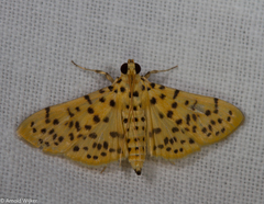 Conogethes