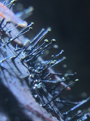 Seifertia azaleae image