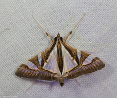 Agrioglypta deliciosa