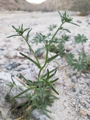 Cryptantha maritima