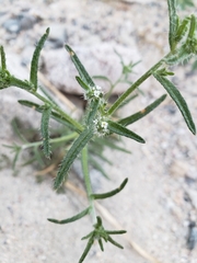 Cryptantha maritima