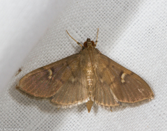 Chalcidoptera appensalis