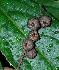 Pieris japonica taiwanensis