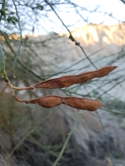 Parkinsonia florida