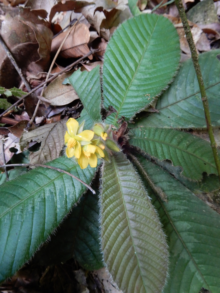 Acrotrema costatum (Acrotrema costatum)
