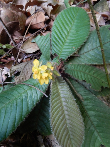 Acrotrema costatum (Acrotrema costatum)
