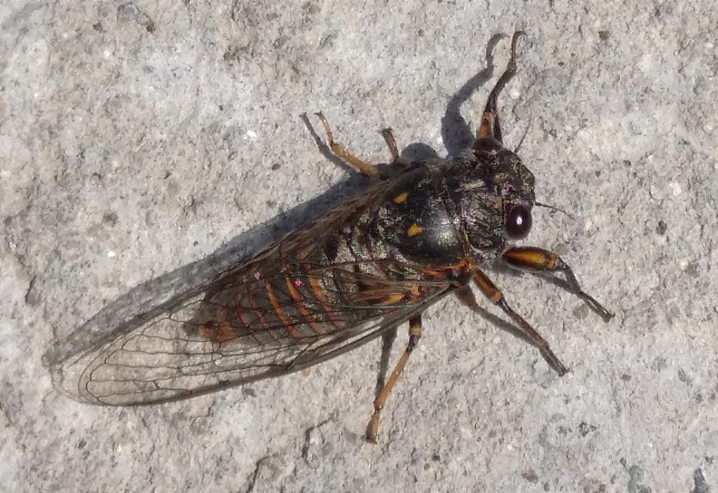 Dimissalna dimissa
