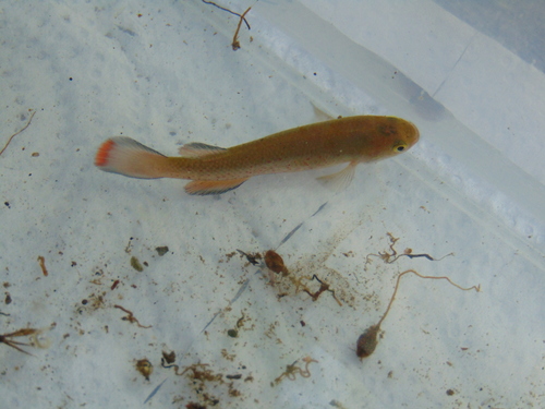 Magdalena rivulus (Cynodonichthys magdalenae) — Rivulidae — 5