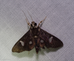 Nosophora