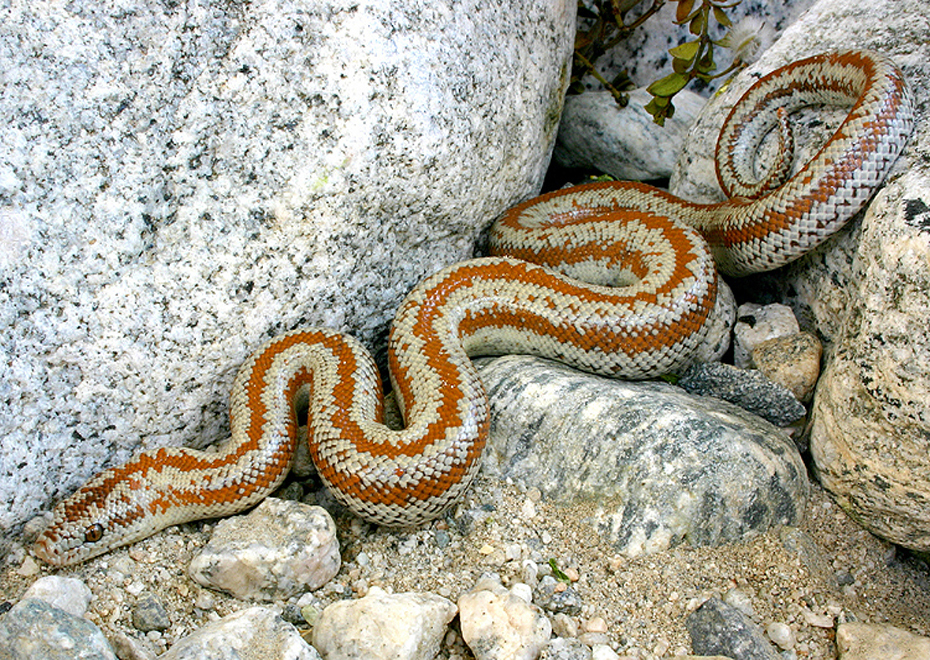 Rosy Boas
