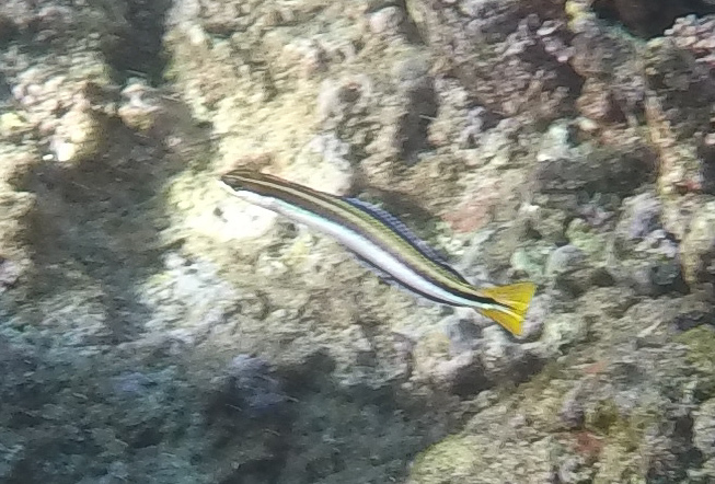 Biting Blenny
