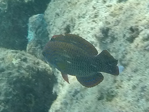 Macropharyngodon geoffroy
