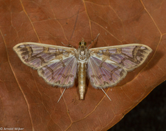 Polythlipta divaricata