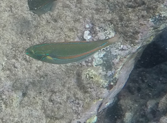 Stethojulis balteata