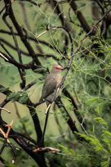 Urocolius indicus transvaalensis