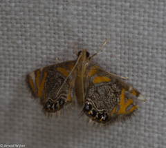Nymphicula