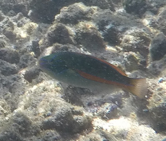 Stethojulis balteata