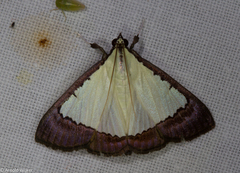Pitama hermesalis