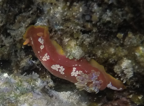 Hexabranchus aureomarginatus