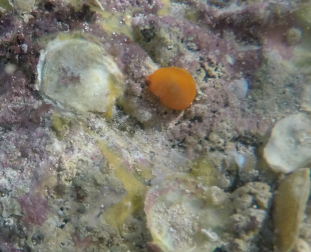 Orange Gumdrop