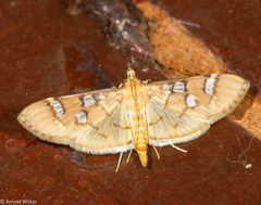 Cotachena histricalis