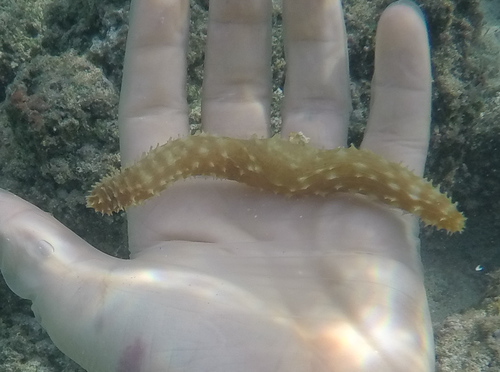 Holothuria hilla