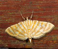 Dichocrocis