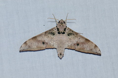 Ambulyx canescens