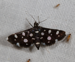 Bocchoris inspersalis