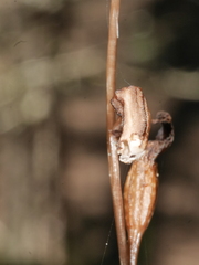 Gastrodia minor