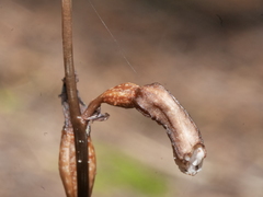 Gastrodia minor