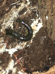 Cormocephalus rubriceps