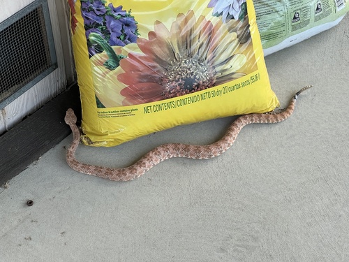 iNaturalist observation photo of Southwestern Speckled Rattlesnake