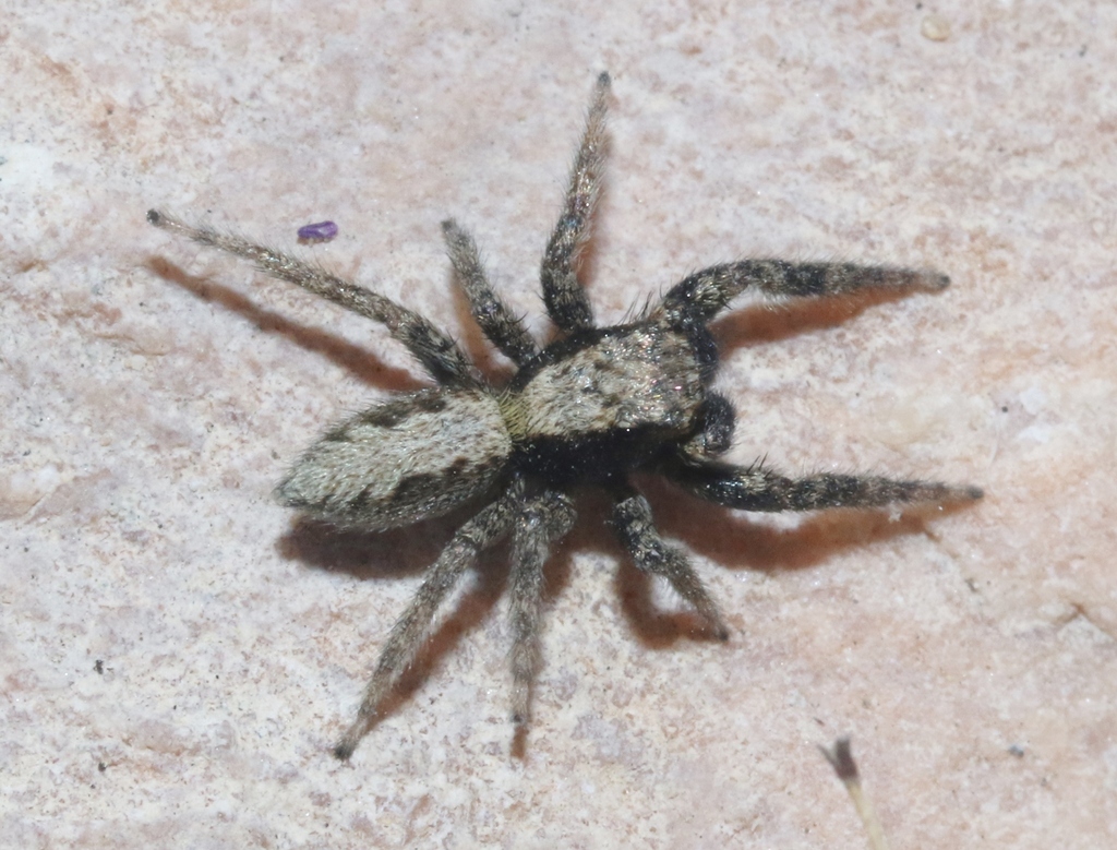 California Flattened Jumping Spider from San Bernardino County, CA, USA ...