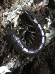 Cormocephalus rubriceps