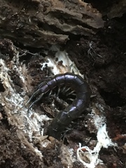 Cormocephalus rubriceps