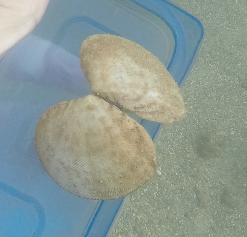 Scutarcopagia scobinata