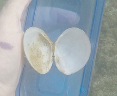 Scutarcopagia scobinata