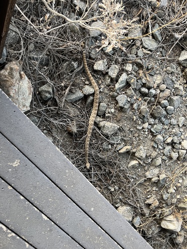 iNaturalist observation photo of Southwestern Speckled Rattlesnake