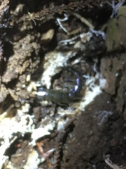 Cormocephalus rubriceps