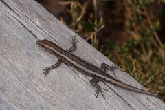 Cryptoblepharus buchananii