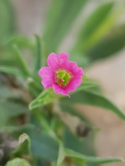 Silene muscipula image