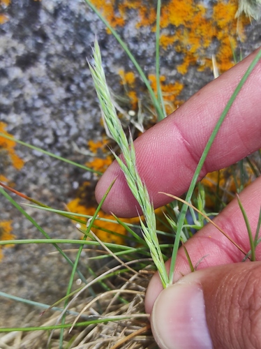 Festuca rubra ssp. pruinosa
