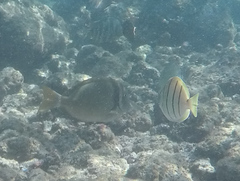 Acanthurus leucopareius