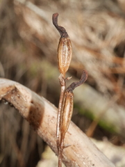 Gastrodia minor
