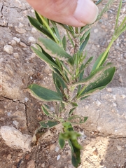 Silene muscipula image