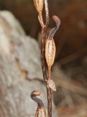 Gastrodia minor