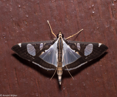Glyphodes actorionalis