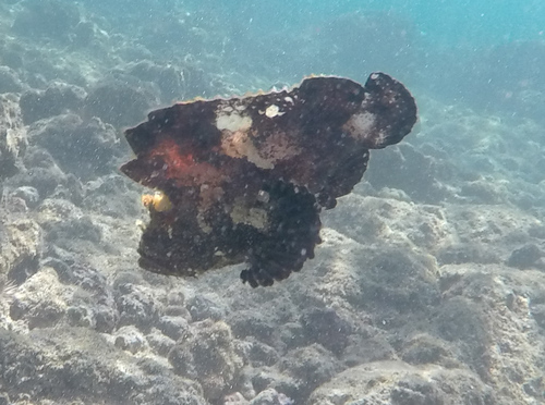 Taenianotus triacanthus